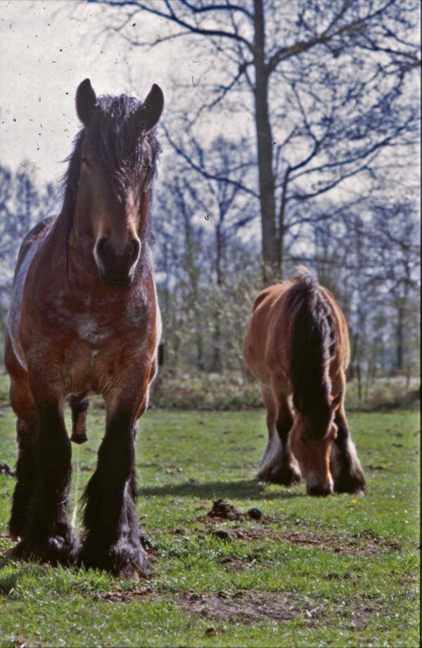 Horses