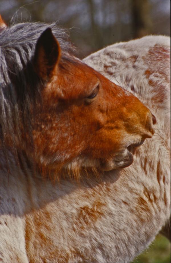 Horses