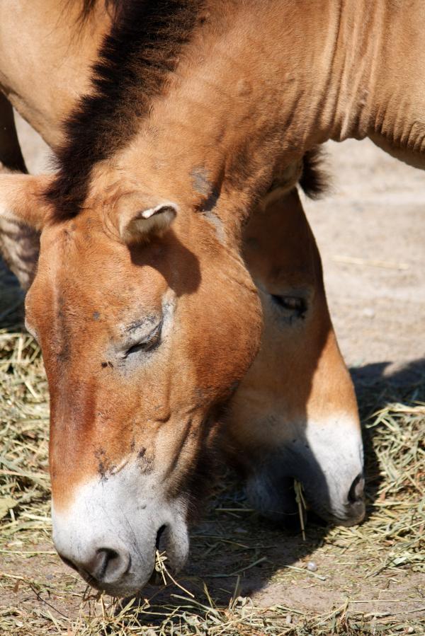Horses
