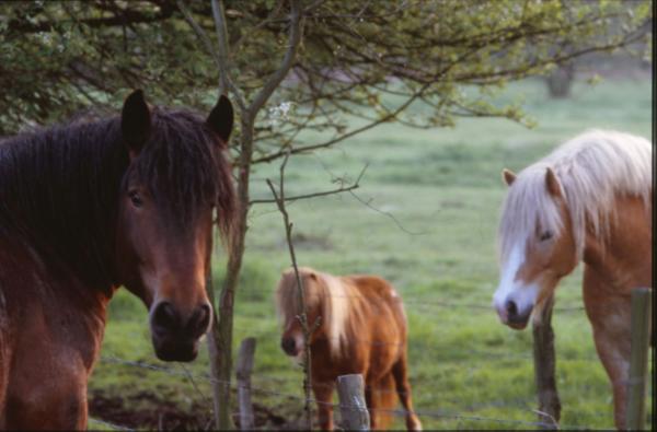 Horses