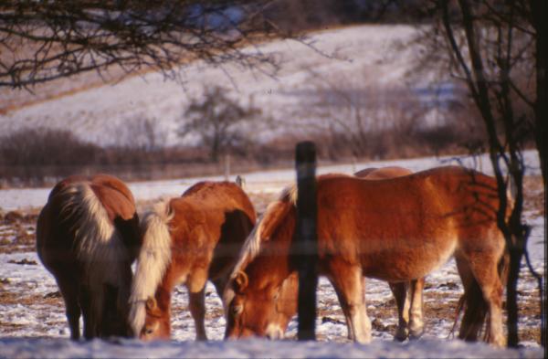 Horses