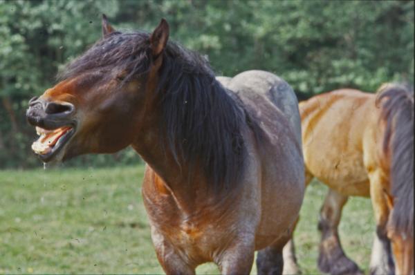 Horses