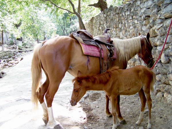 Horses