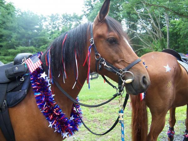 Horses