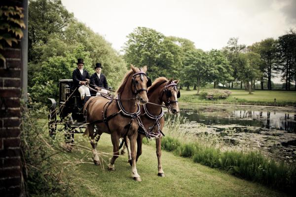 Horses in Park