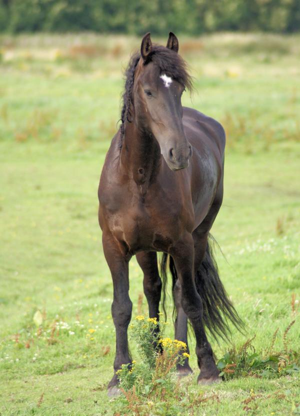 Horses in the Netherlands