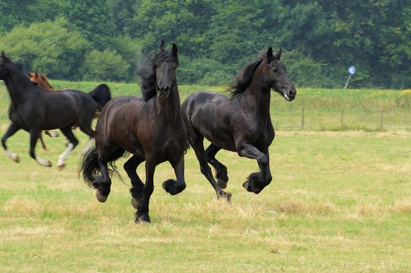 Horses in the Netherlands