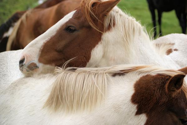 Horses in the Netherlands