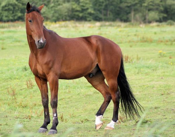 Horses in the Netherlands
