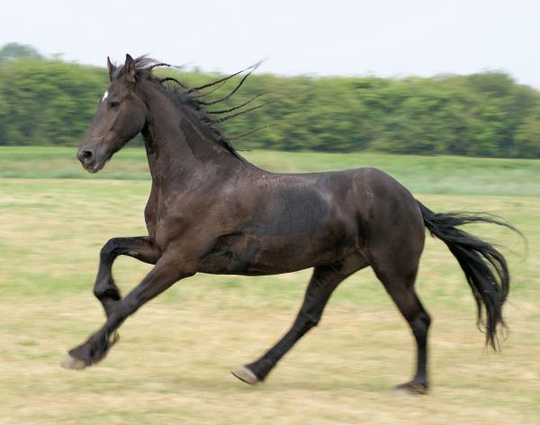 Horses in the Netherlands