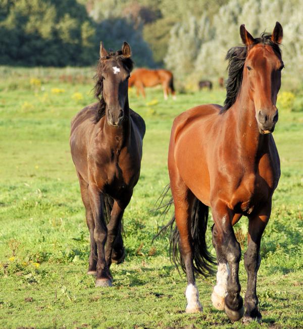 Horses in the Netherlands
