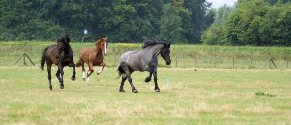 Horses in the Netherlands