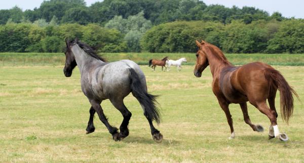 Horses in the Netherlands