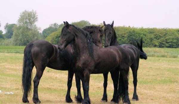 Horses in the Netherlands