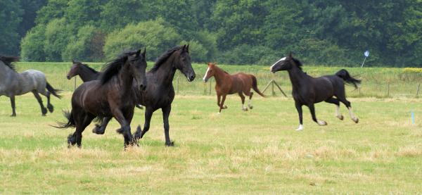 Horses in the Netherlands