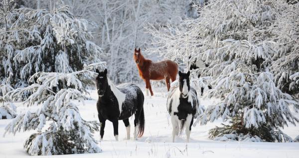 Horses in the snow