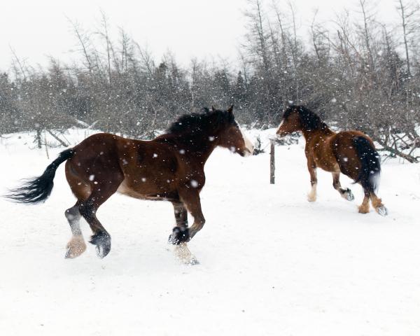 Horses in the snow