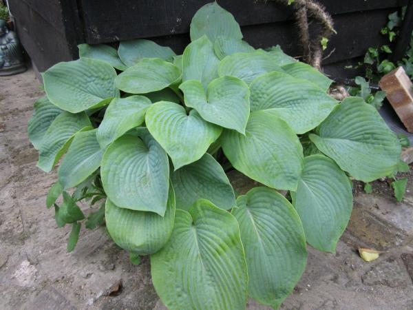 Hosta Bressingham