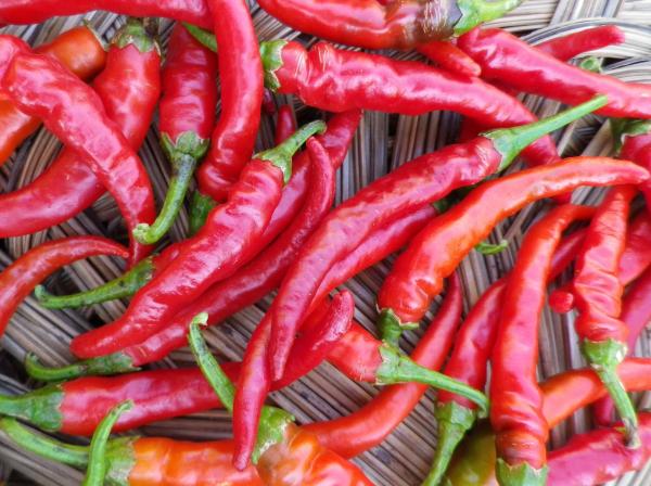 Red chilli peppers