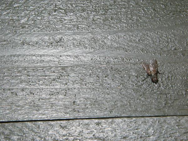 House fly on wood