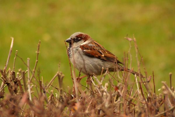 House Sparrow