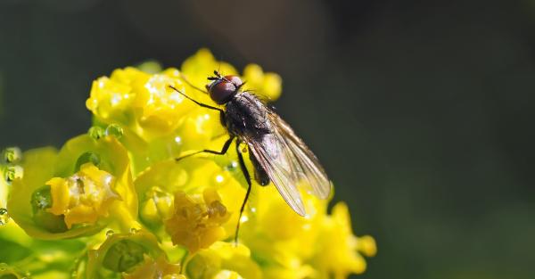 Housefly On Flower