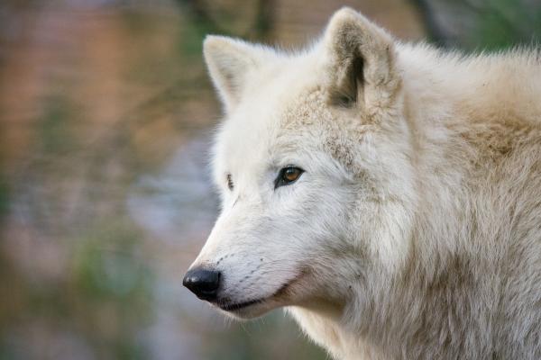 Hudson Bay Wolf