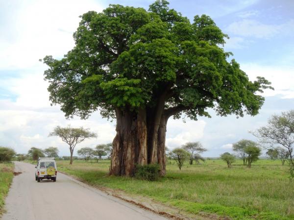 Huge tree