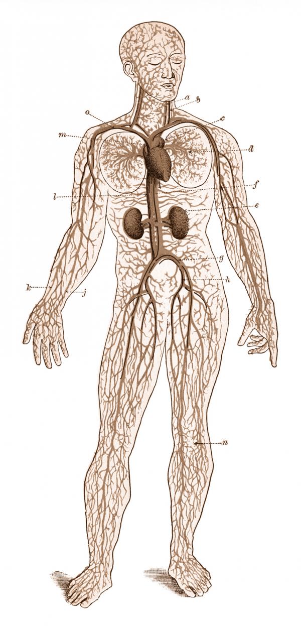 Human Blood Circulation, Circa 1911