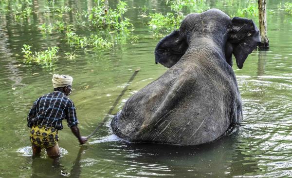 Human dominion over animals