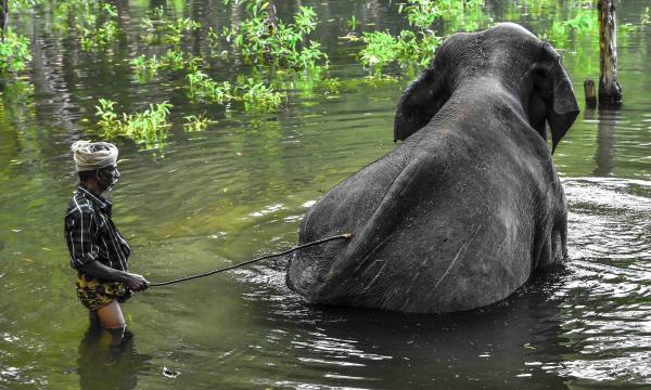 Human dominion over the animals