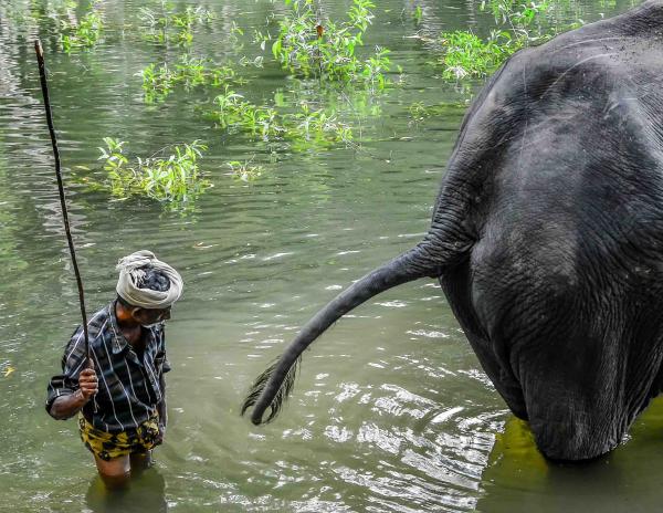 Human dominion over the animals