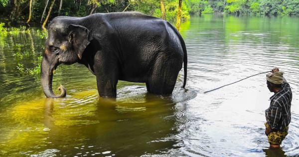 Human dominion over the animals