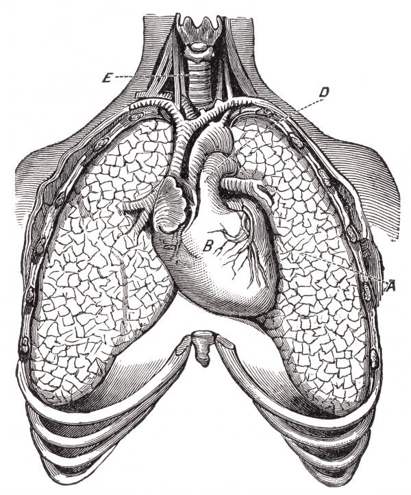 Human Heart &amp; Lungs, Circa 1911