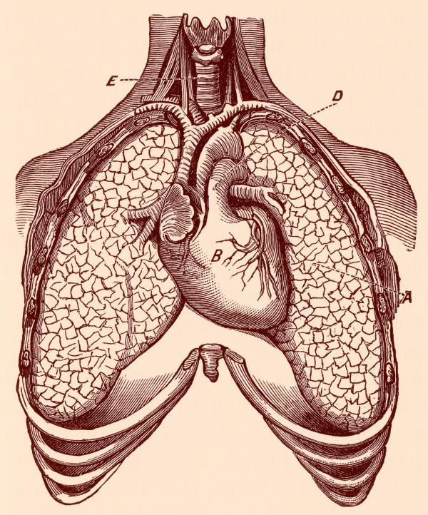 Human Heart &amp; Lungs, Circa 1911