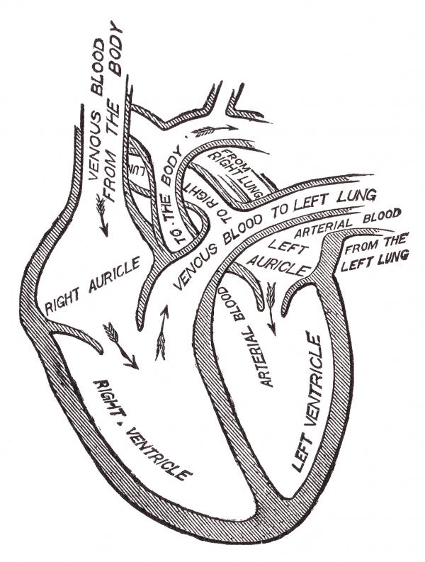 Human Heart Blood Circulation, Circa 191