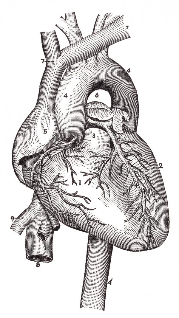 Human Heart Blood Vessels, Circa 1911