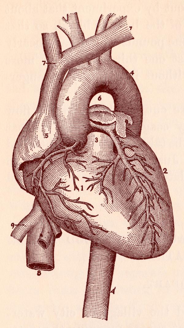 Human Heart Blood Vessels, Circa 1911