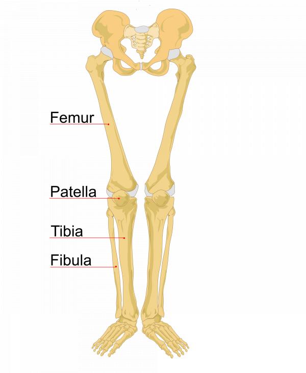 Human Legs