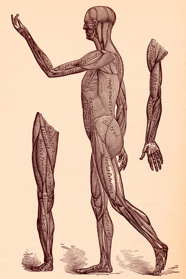 Human Musculature System, Circa 1911