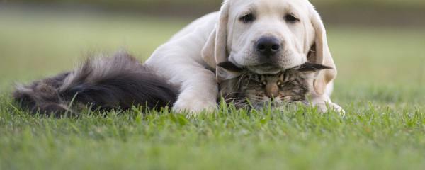 Humane
