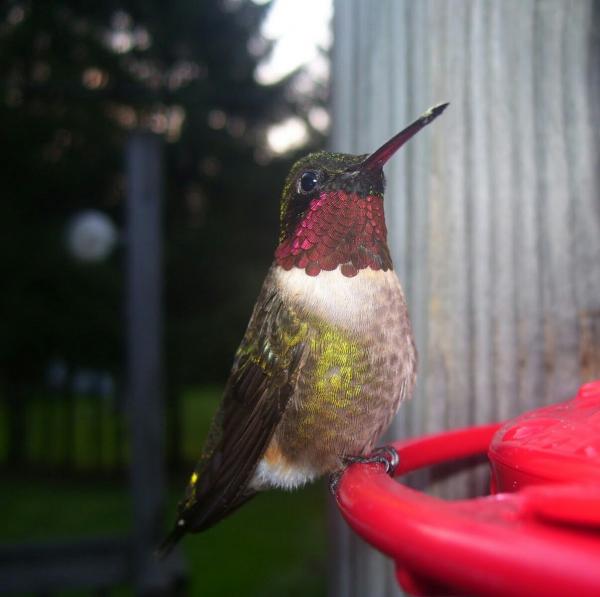 Humdinger Of A Hummingbird
