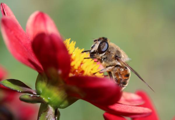 Hummel Bee in the Garden