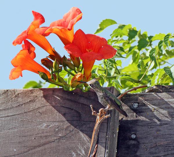 Hummingbird &amp; Trumpet Flowers