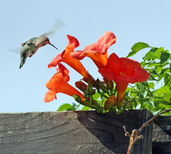 Hummingbird &amp; Trumpet Flowers