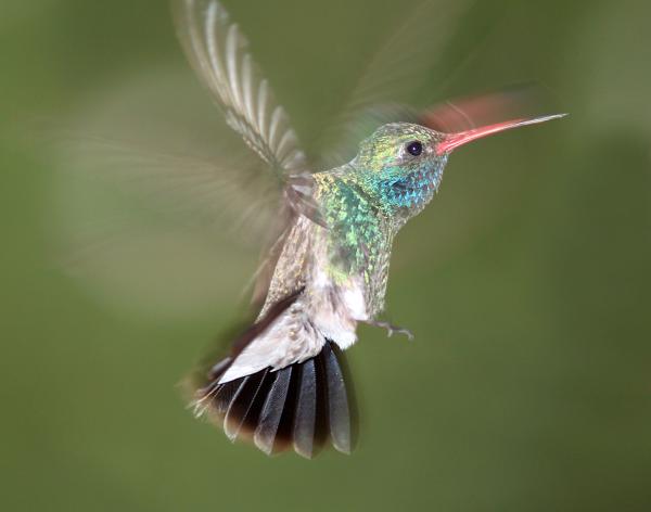HUMMINGBIRD, BROAD-BILLED (7-19-10) male, yard, patagonia, az -02