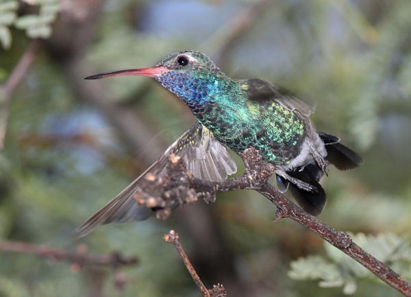 HUMMINGBIRD, BROAD-BILLED (8-30-10) az -01