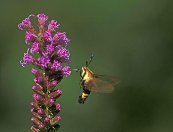 Hummingbird Moth