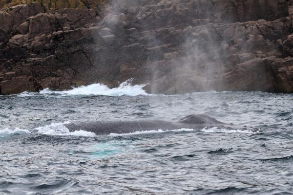 Humpback whale