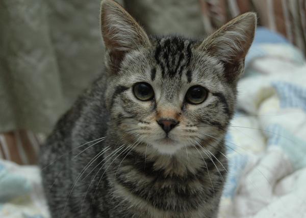 Hunting cat